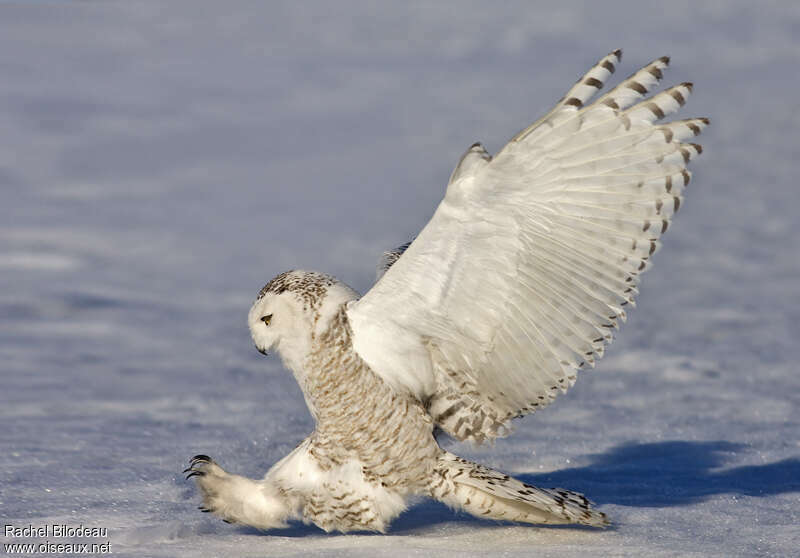 Snowy Owljuvenile, Flight, Behaviour