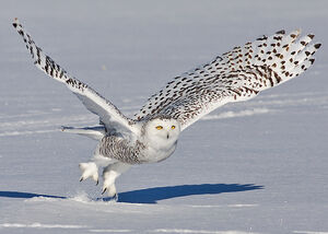 Harfang des neiges