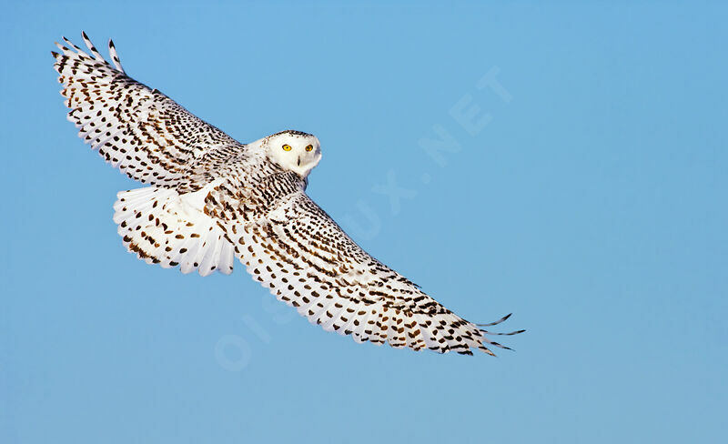 Snowy Owljuvenile, identification, Flight, Behaviour