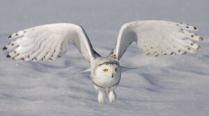 Harfang des neiges