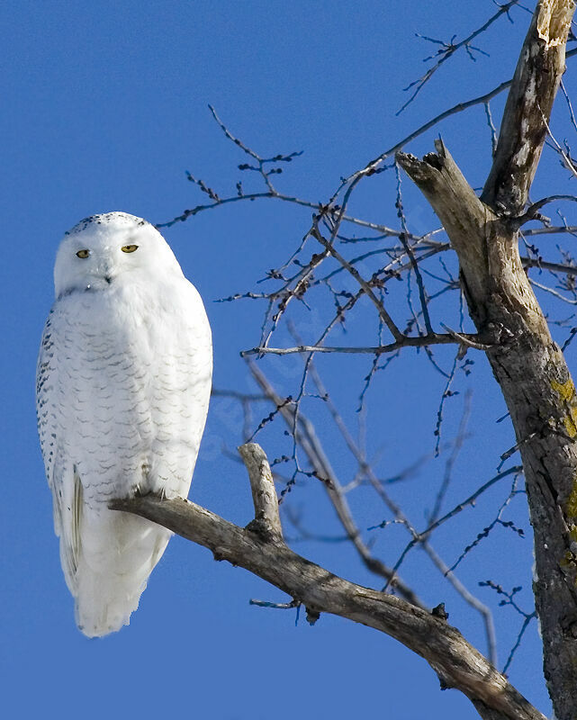 Harfang des neiges