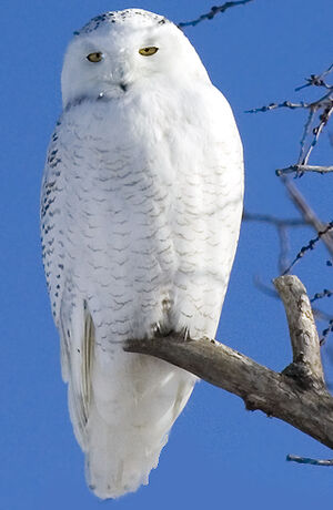 Harfang des neiges