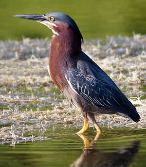 Green Heron 
&copy; Rachel Bilodeau