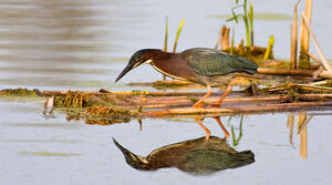 Green Heron 
&copy; Rachel Bilodeau