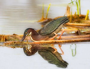 Green Heron 
&copy; Rachel Bilodeau