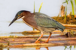 Green Heron 
&copy; Rachel Bilodeau