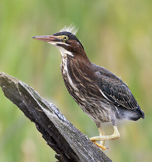 Green Heron 
&copy; Rachel Bilodeau