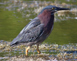 Green Heron 
&copy; Rachel Bilodeau