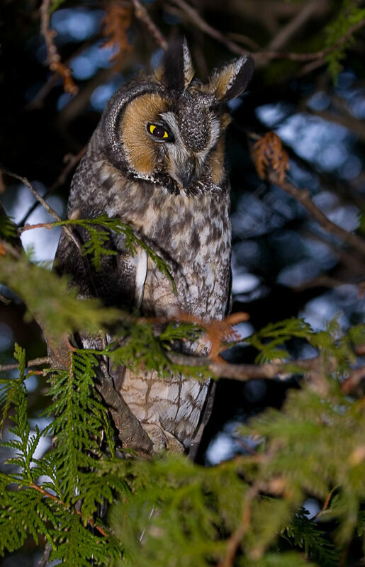 Hibou moyen-duc