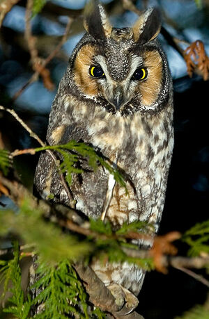 Hibou moyen-duc 
&copy; Rachel Bilodeau