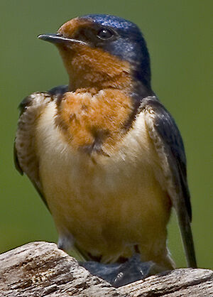 Barn Swallow 
&copy; Rachel Bilodeau