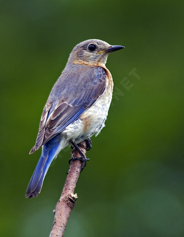 Eastern Bluebird female
