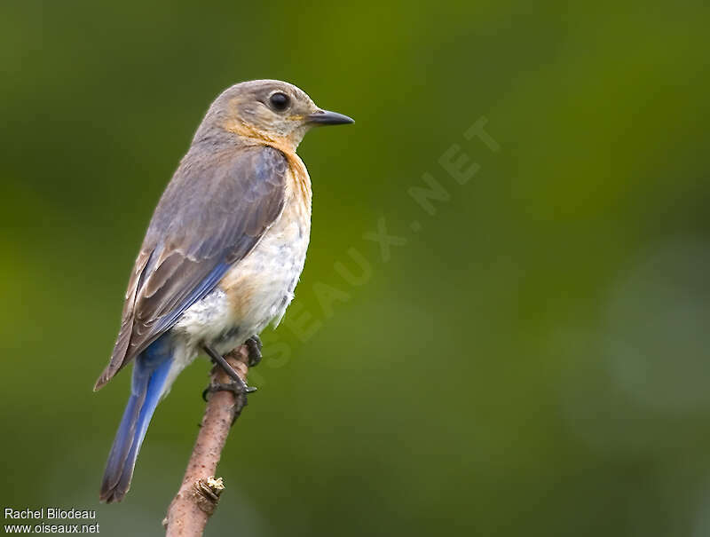 Eastern Bluebird female adult, identification