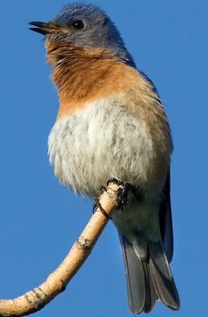 Eastern Bluebird