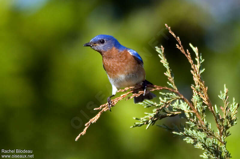Eastern Bluebird male adult, close-up portrait