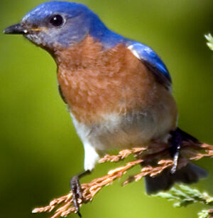 Eastern Bluebird