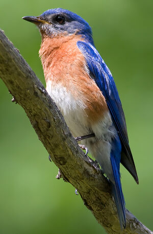Eastern Bluebird