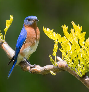 Eastern Bluebird