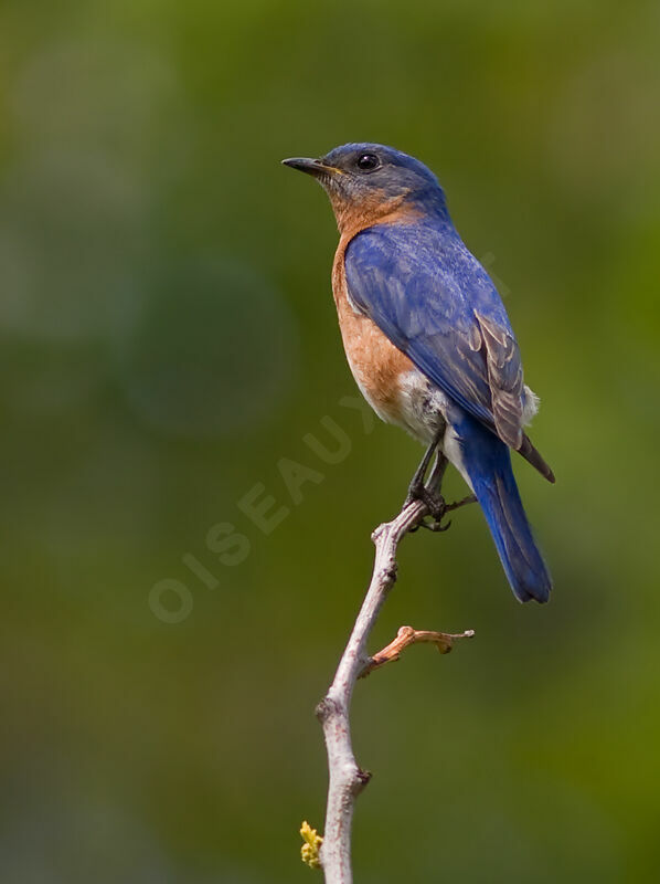 Eastern Bluebird male adult, identification
