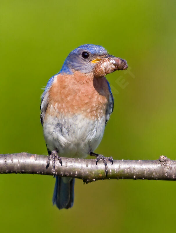Eastern Bluebirdadult, identification, feeding habits, Behaviour