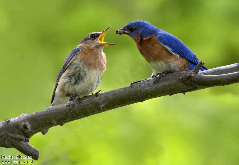 Eastern Bluebirdadult, feeding habits, courting display, Behaviour