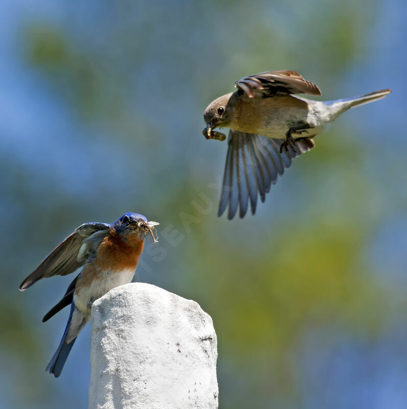 Eastern Bluebird adult, identification, Flight, feeding habits, Behaviour