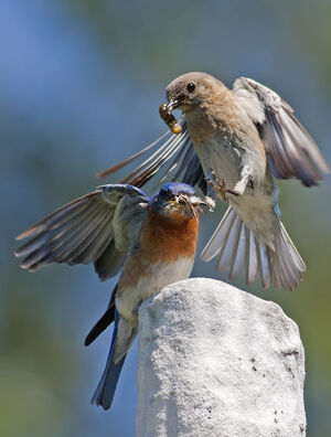 Eastern Bluebird