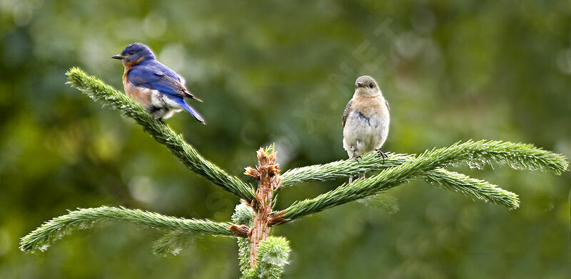 Eastern Bluebird