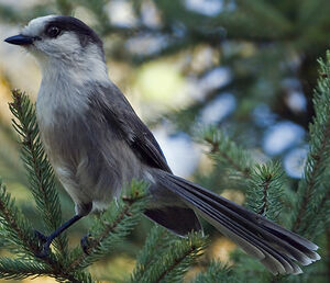 Grey Jay