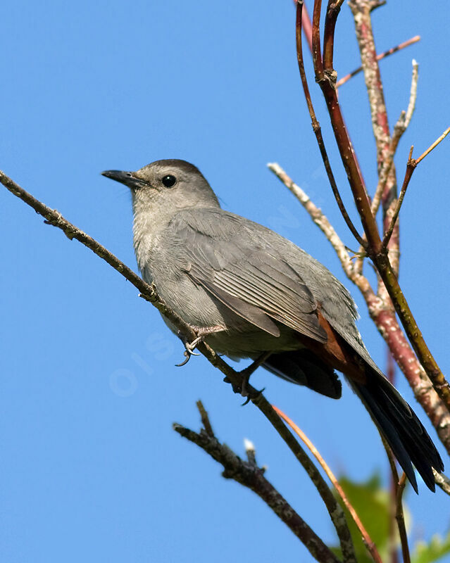 Grey Catbird, identification