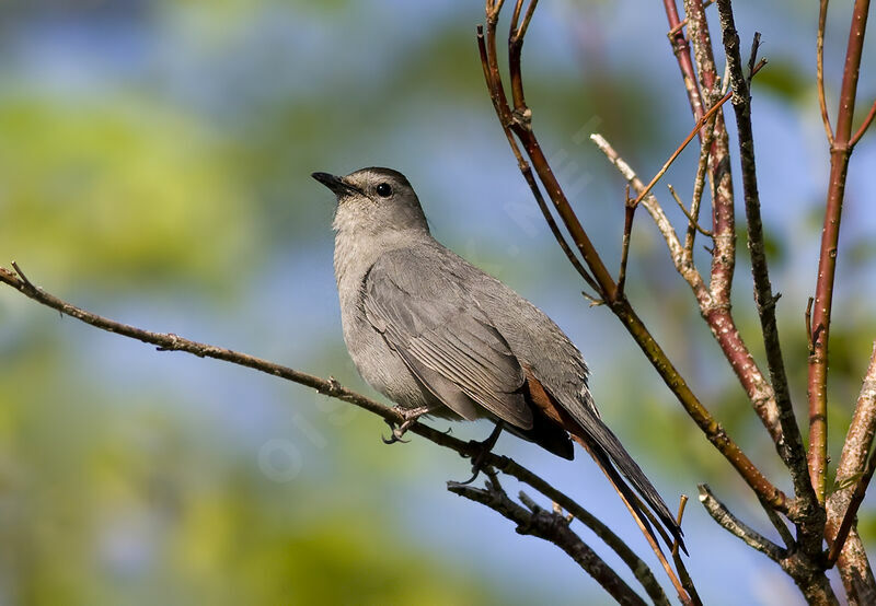 Grey Catbird, identification, Behaviour