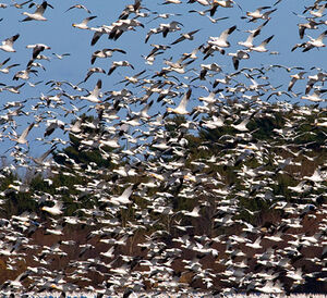 Snow Goose
