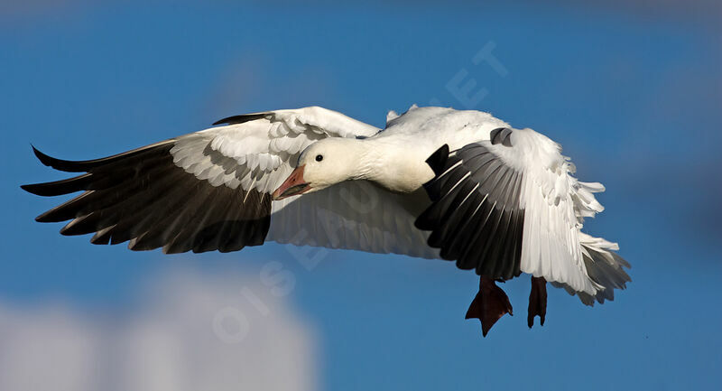 Snow Goose, identification, Flight, Behaviour