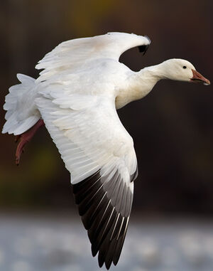 Oie des neiges 
&copy; Rachel Bilodeau