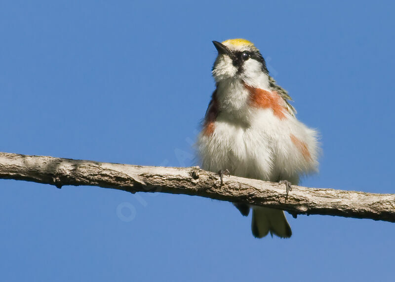 Chestnut-sided Warbler, identification, Behaviour