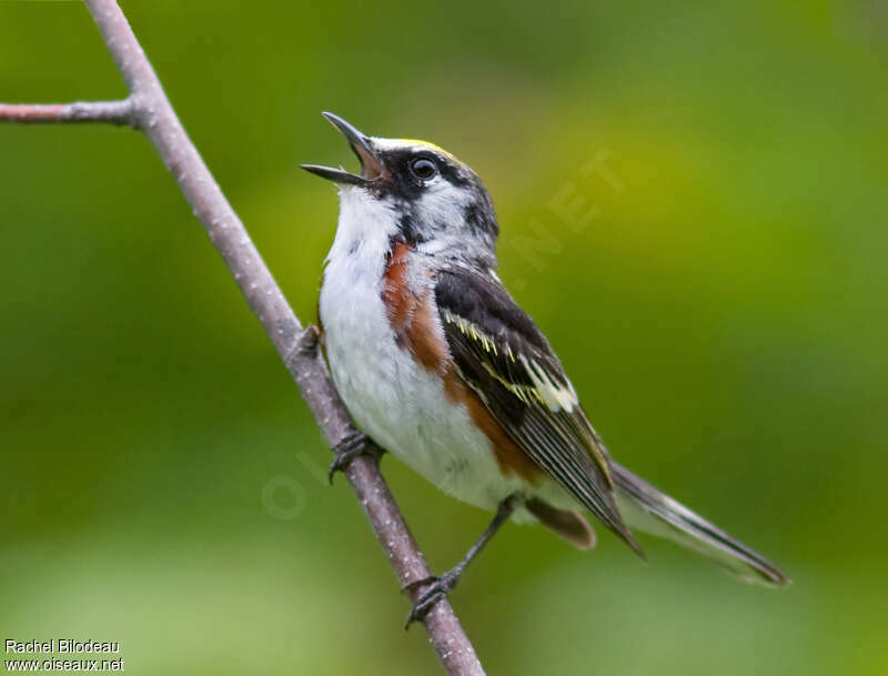 Chestnut-sided Warbler male adult, identification, song