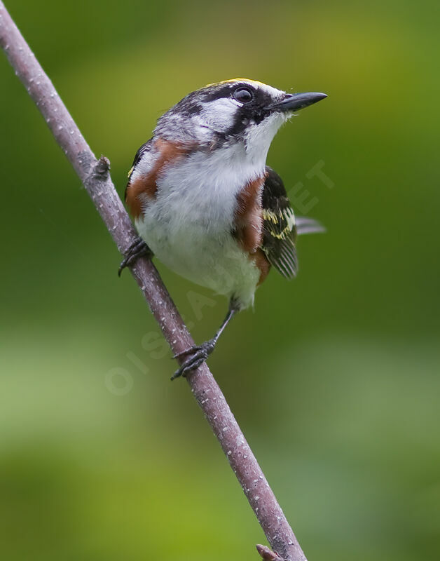 Chestnut-sided Warbler male adult, identification
