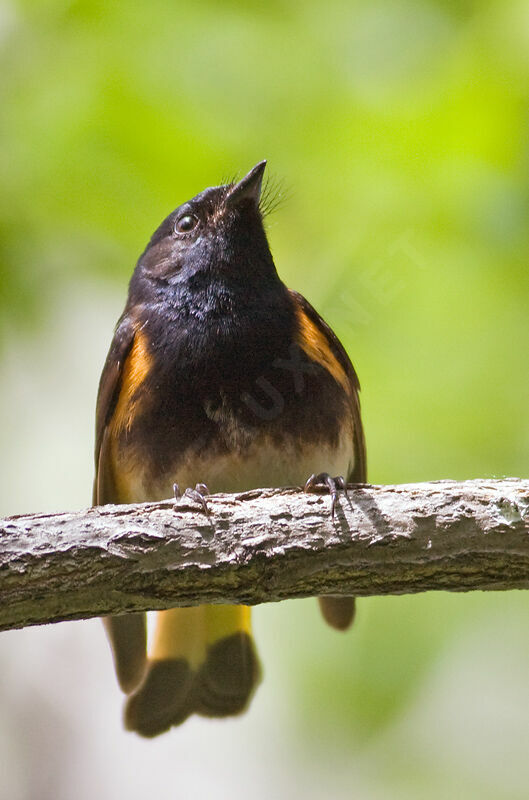 American Redstart male adult, identification