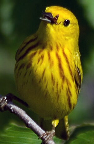 Paruline jaune