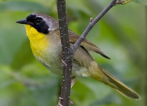 Common Yellowthroat