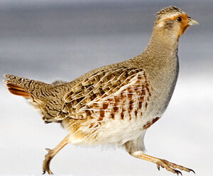 Grey Partridge 
&copy; Rachel Bilodeau