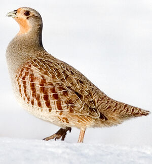 Grey Partridge 
&copy; Rachel Bilodeau