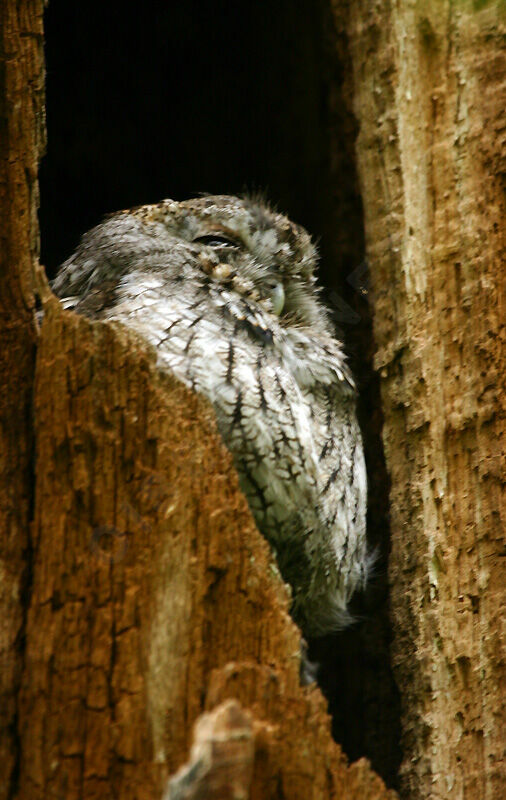 Eastern Screech Owl female adult