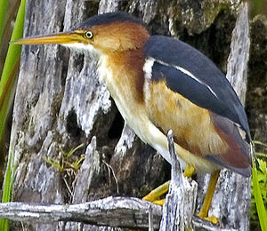 Least Bittern