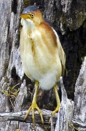 Least Bittern
