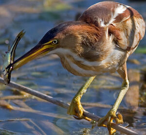 Least Bittern