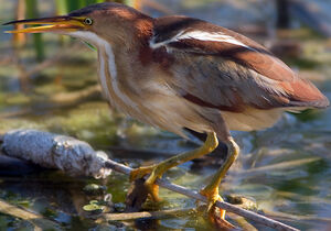 Least Bittern