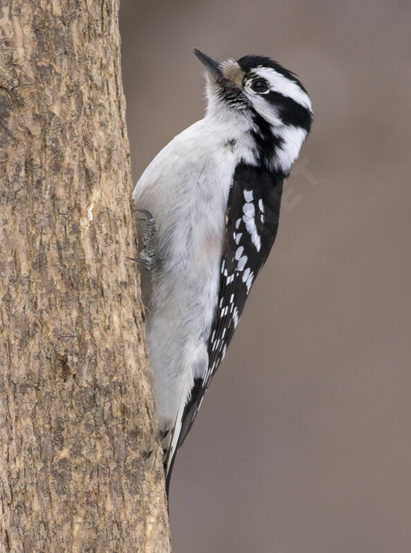 Downy Woodpecker female adult, identification