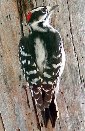 Downy Woodpecker