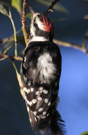 Downy Woodpecker